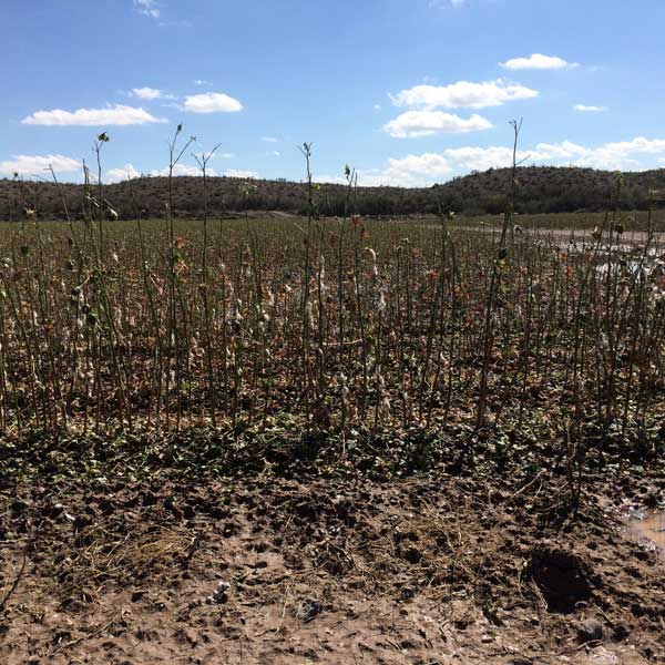 Photo By Kim Tyler: A cotton field in Solomon is ruined. 