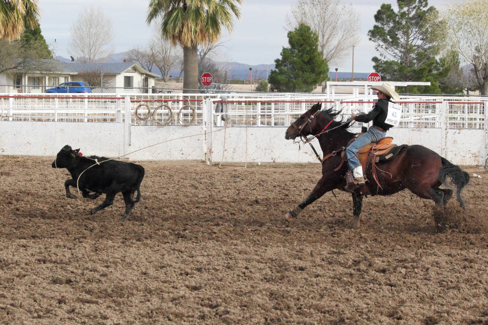 Eric Burk Photo/ Gila Valley Central: A cowboy chases a calf in the junior high breakaway event, where a calf is given a head start and a single rider must rope him.