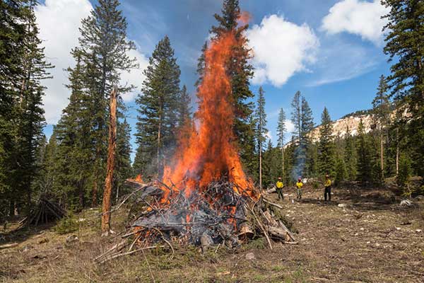 Pile burning to be conducted on Safford Ranger District